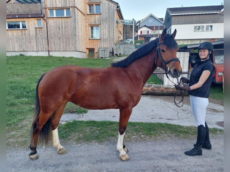 Freiberger Merrie 4 Jaar 157 cm Bruin in Oberhelfenschwil