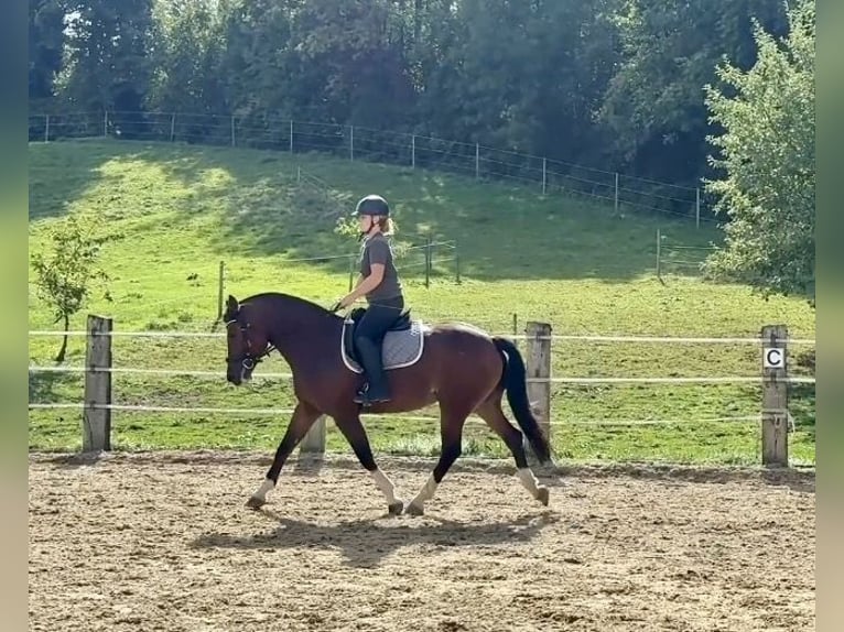 Freiberger Merrie 4 Jaar 157 cm Bruin in Wädenswil