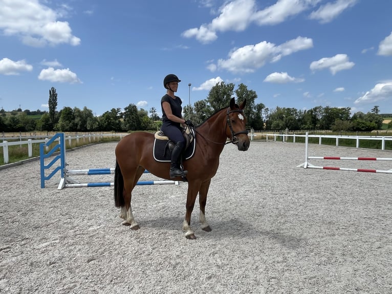 Freiberger Merrie 4 Jaar 158 cm Bruin in Rümmingen