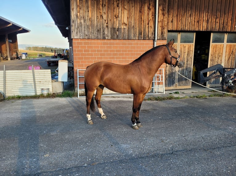 Freiberger Merrie 4 Jaar Bruin in Beinwil