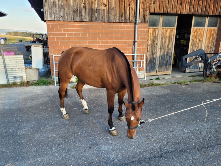 Freiberger Merrie 4 Jaar Bruin in Beinwil