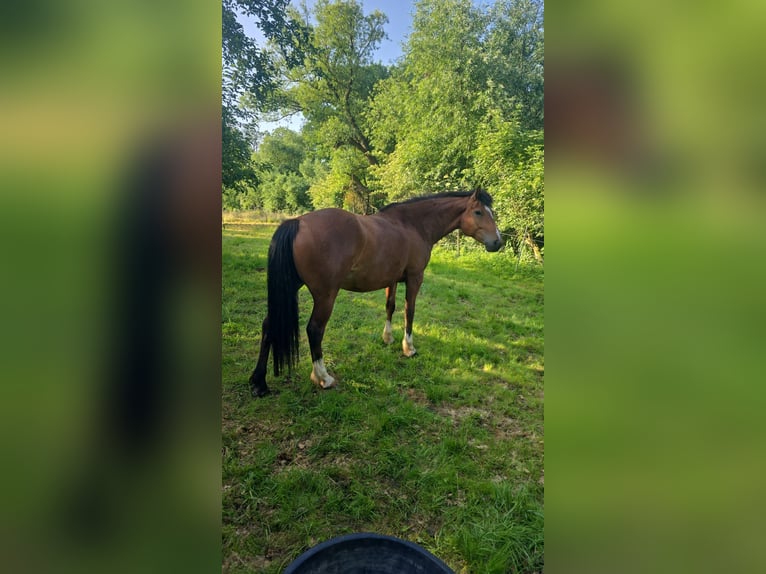 Freiberger Merrie 5 Jaar 150 cm Bruin in Gro&#xDF;-Umstadt