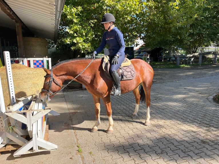Freiberger Merrie 5 Jaar 153 cm Bruin in Rümmingen