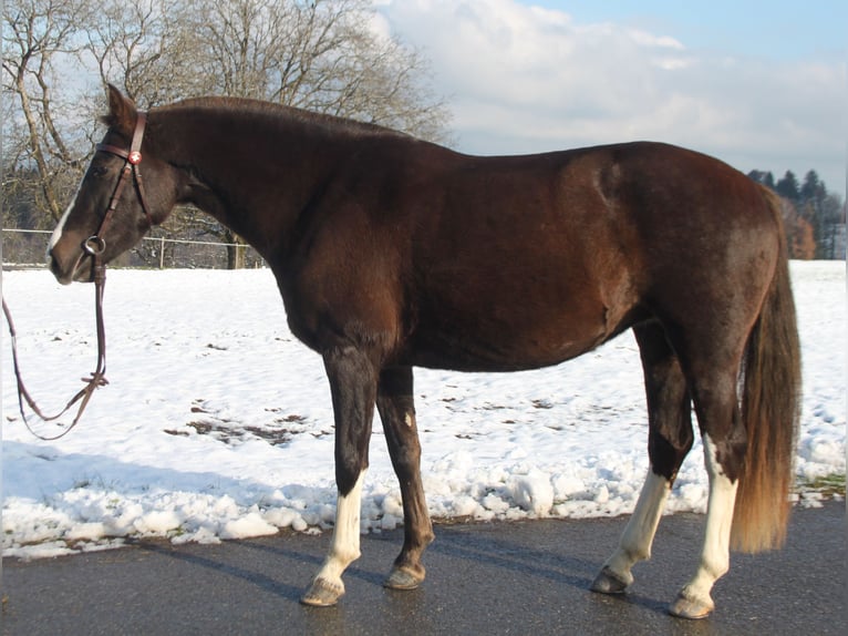 Freiberger Merrie 5 Jaar 154 cm Donkere-vos in Schönholzerswilen