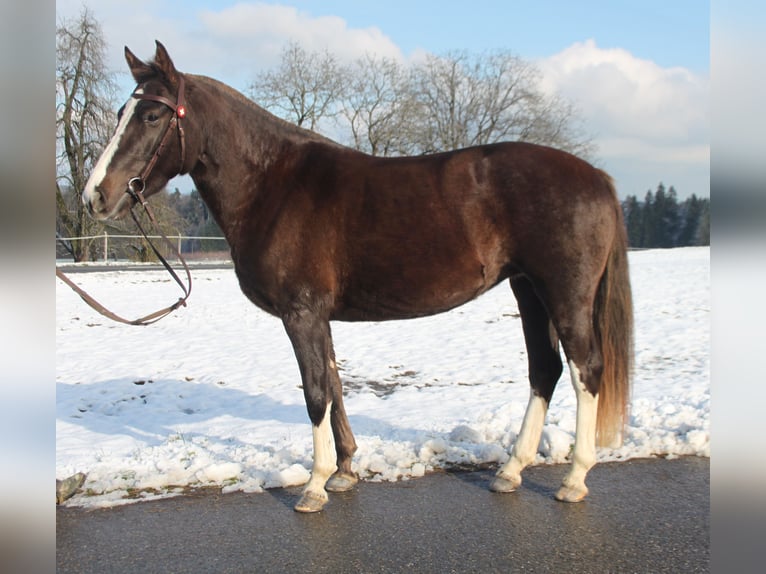 Freiberger Merrie 5 Jaar 154 cm Donkere-vos in Schönholzerswilen