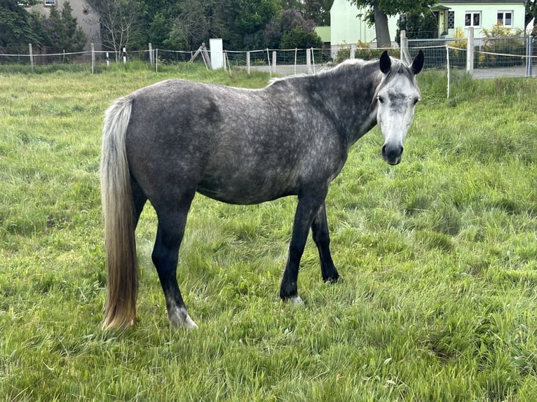 Freiberger Merrie 5 Jaar 154 cm Schimmel in Leopoldshagen