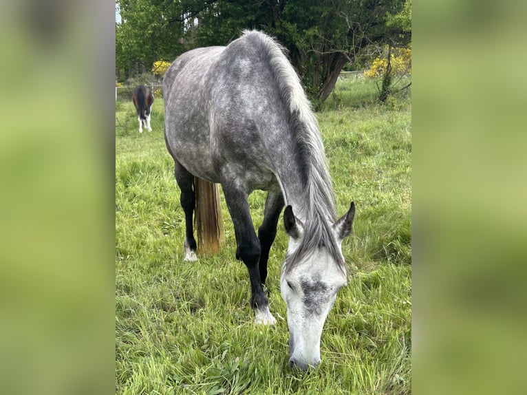 Freiberger Merrie 5 Jaar 154 cm Schimmel in Leopoldshagen