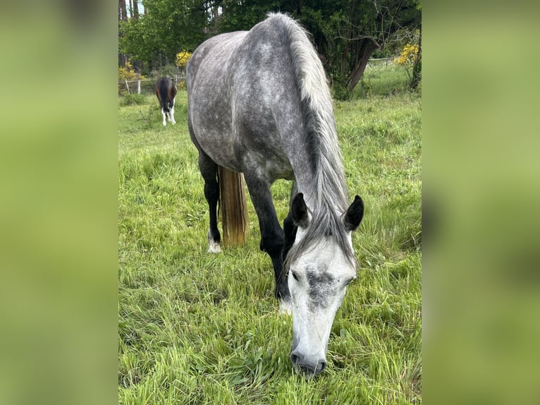 Freiberger Merrie 5 Jaar 154 cm Schimmel in Leopoldshagen