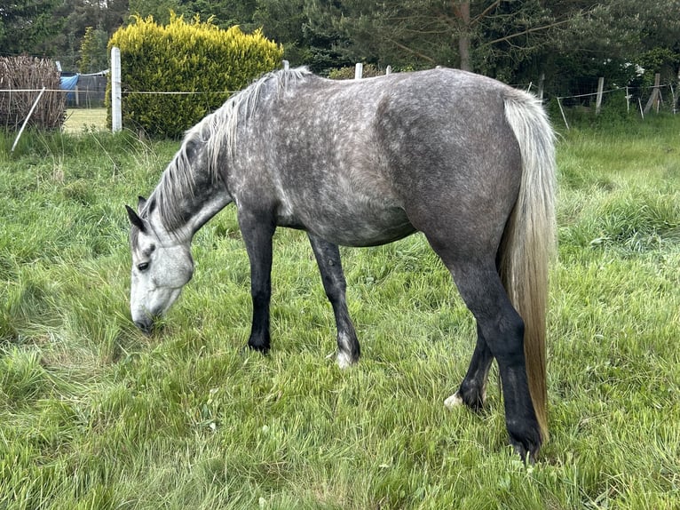 Freiberger Merrie 5 Jaar 154 cm Schimmel in Leopoldshagen