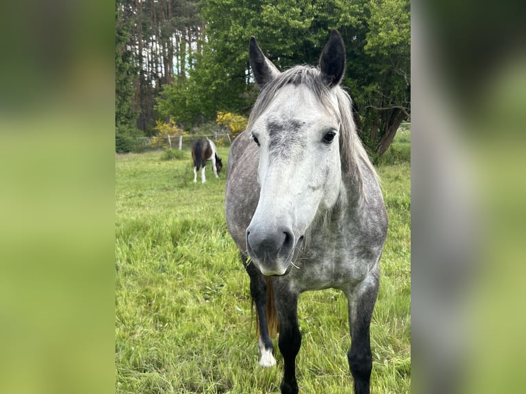 Freiberger Merrie 5 Jaar 154 cm Schimmel in Leopoldshagen