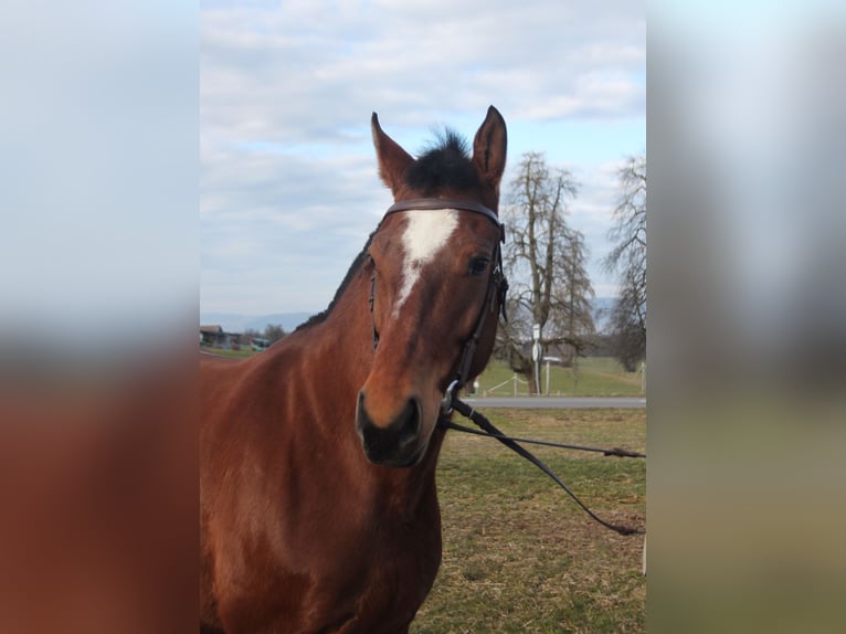 Freiberger Merrie 5 Jaar 156 cm Bruin in Schönholzerswilen