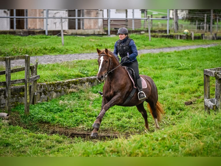 Freiberger Merrie 5 Jaar 157 cm Donkere-vos in Einsiedeln