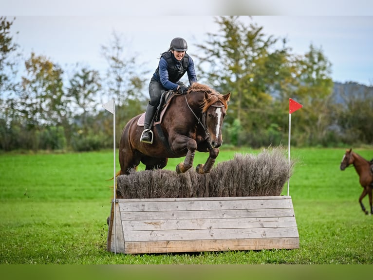 Freiberger Merrie 5 Jaar 157 cm Donkere-vos in Einsiedeln