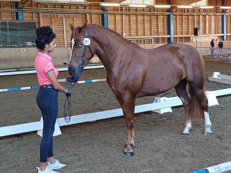 Freiberger Merrie 5 Jaar 157 cm Donkere-vos in Einsiedeln