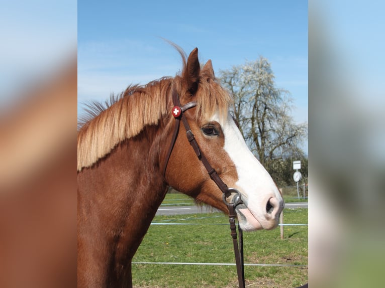 Freiberger Merrie 6 Jaar 159 cm Vos in Schönholzerswilen