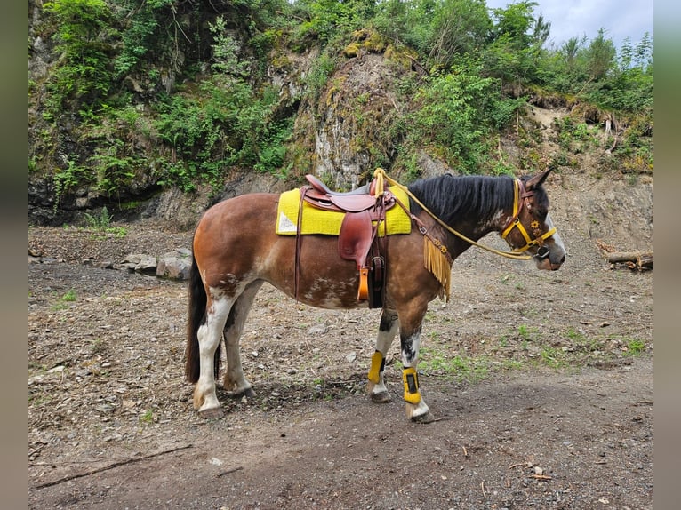 Freiberger Mix Merrie 7 Jaar 155 cm Gevlekt-paard in Linkenbach