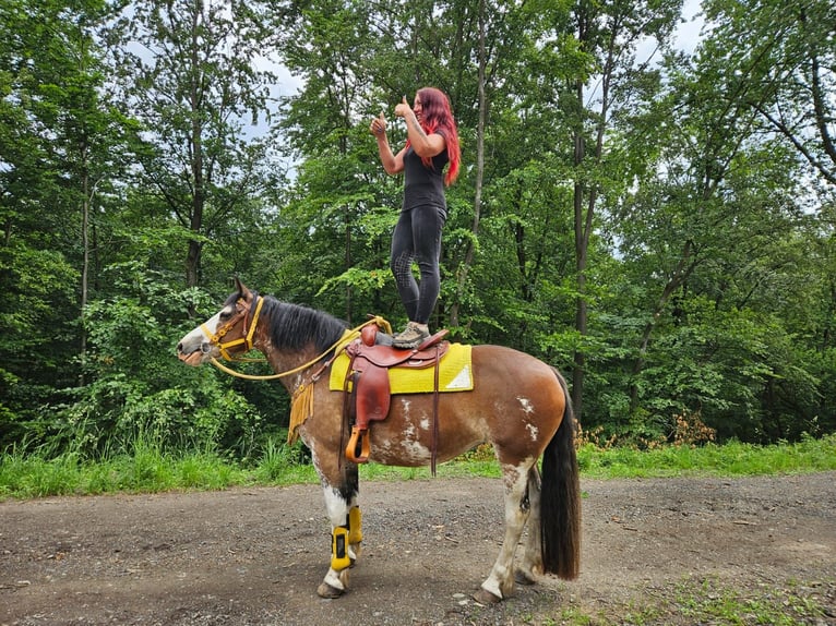 Freiberger Mix Merrie 7 Jaar 155 cm Gevlekt-paard in Linkenbach