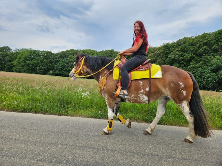 Freiberger Mix Merrie 7 Jaar 155 cm Gevlekt-paard in Linkenbach