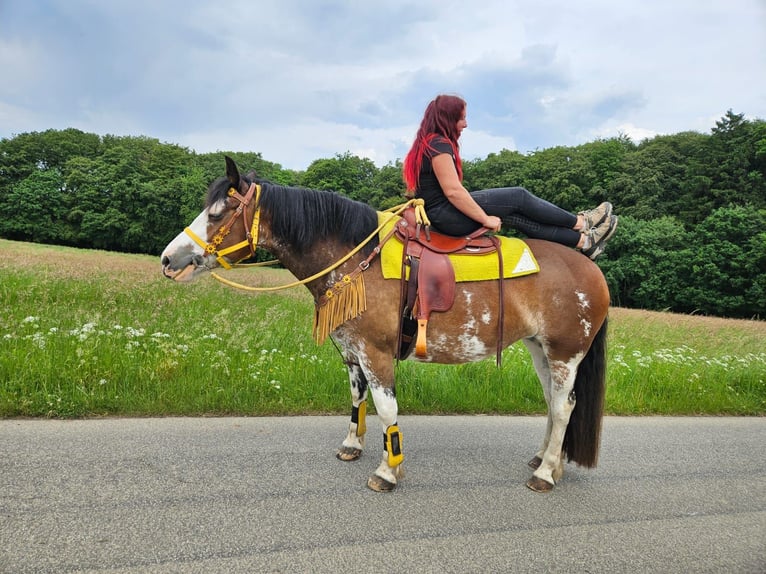 Freiberger Mix Merrie 7 Jaar 155 cm Gevlekt-paard in Linkenbach
