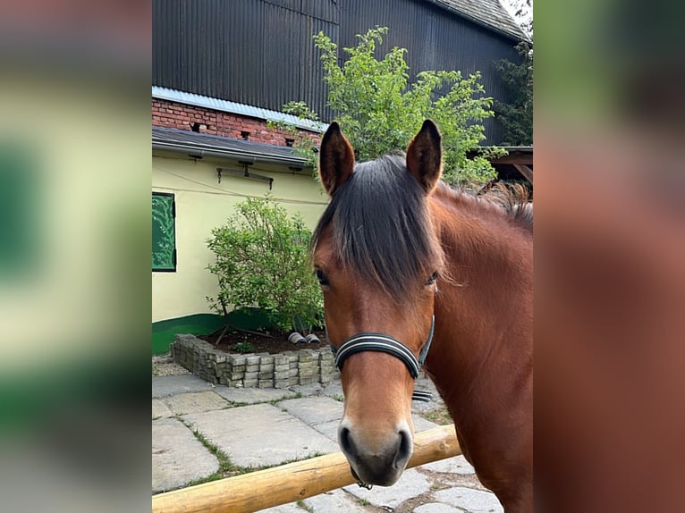 Freiberger Merrie 7 Jaar 160 cm Bruin in Bausendorf