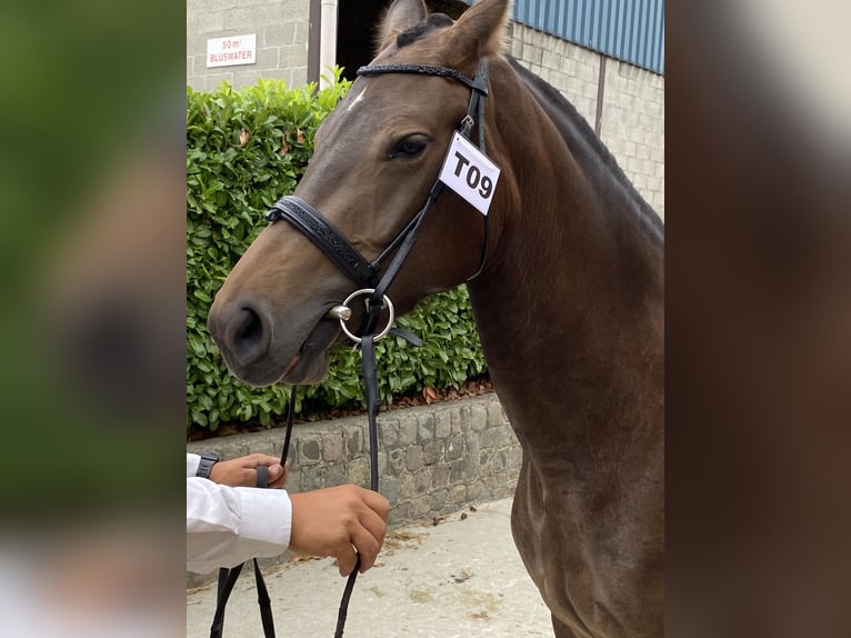 Freiberger Merrie 7 Jaar 160 cm Donkerbruin in Malle