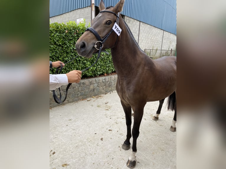 Freiberger Merrie 7 Jaar 160 cm Donkerbruin in Malle