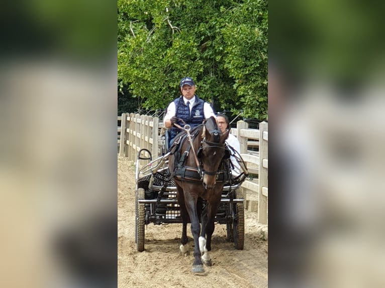 Freiberger Merrie 7 Jaar 160 cm Donkerbruin in Malle