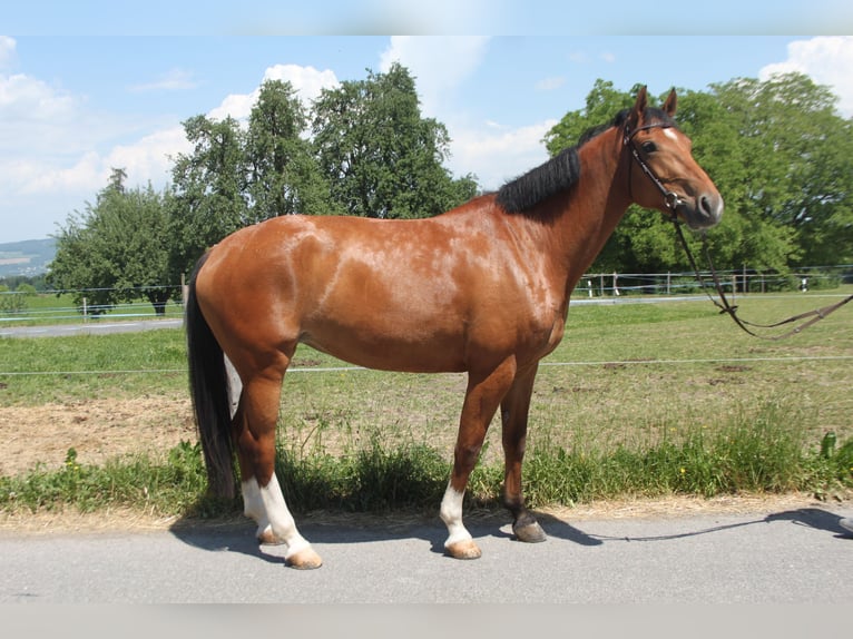 Freiberger Merrie 7 Jaar 162 cm Bruin in Schönholzerswilen