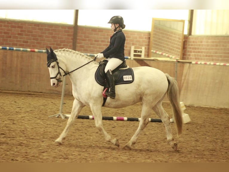 Freiberger Mix Merrie 8 Jaar 151 cm Schimmel in Bochum