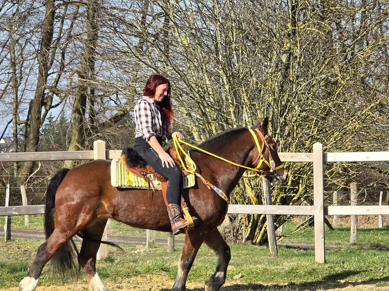Freiberger Merrie 8 Jaar 155 cm Bruin in Linkenbach