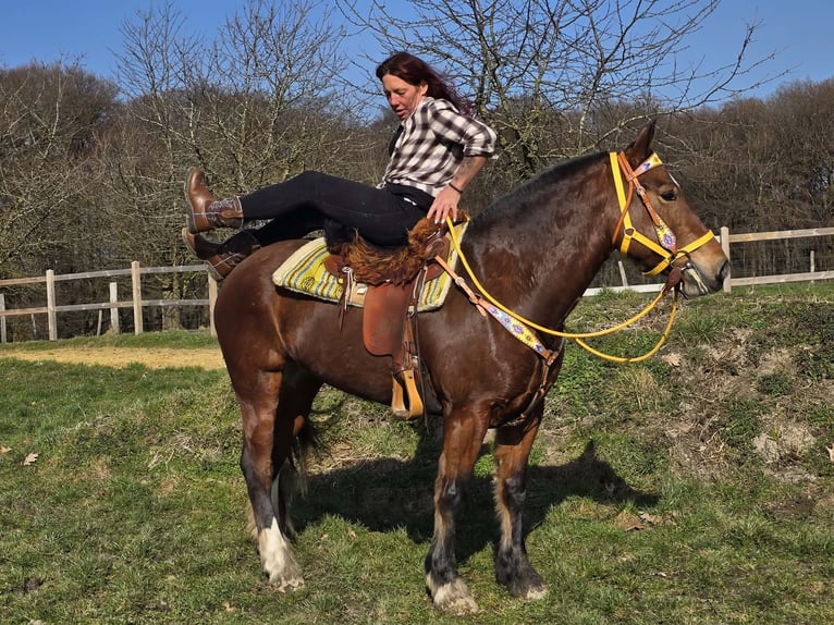 Freiberger Merrie 8 Jaar 155 cm Bruin in Linkenbach