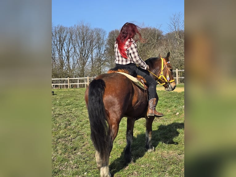 Freiberger Merrie 8 Jaar 155 cm Bruin in Linkenbach