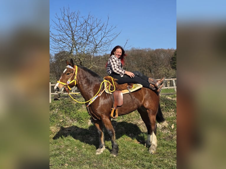 Freiberger Merrie 8 Jaar 155 cm Bruin in Linkenbach
