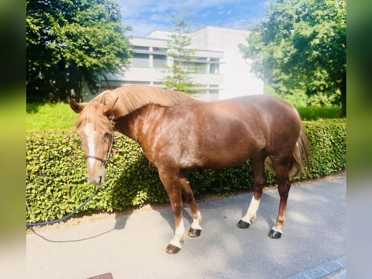 Freiberger Merrie 9 Jaar 155 cm Vos in Dietikon