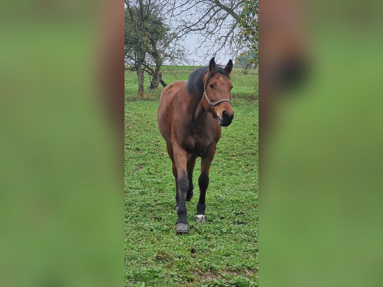 Freiberger Merrie 9 Jaar 165 cm Bruin in Bözberg