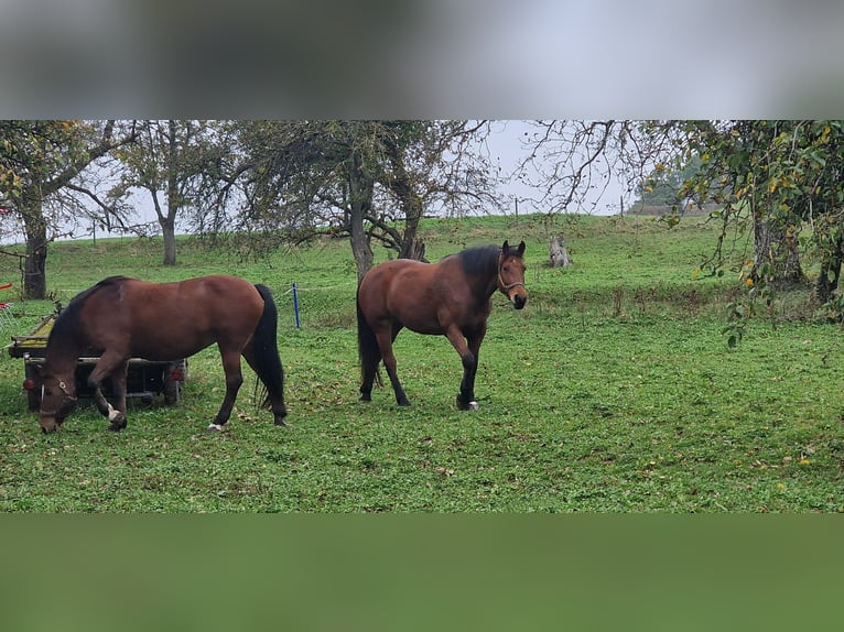 Freiberger Merrie 9 Jaar 165 cm Bruin in Bözberg