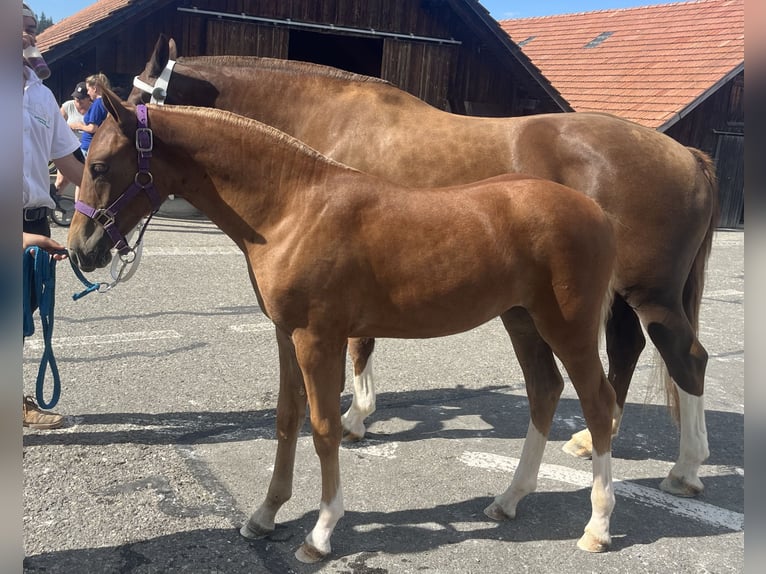 Freiberger Merrie veulen (03/2024) 155 cm Bruin in Sumiswald