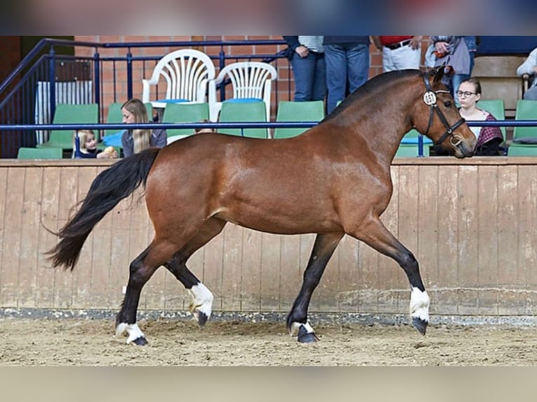 Freiberger Merrie veulen (03/2024) 155 cm Zwart in Wissen