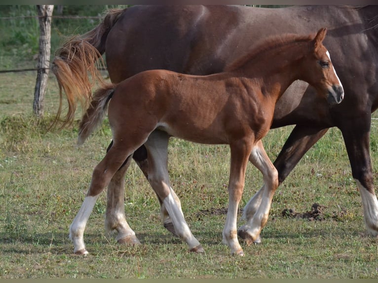Freiberger Merrie Veulen (01/2026) 158 cm Vos in Velorcey