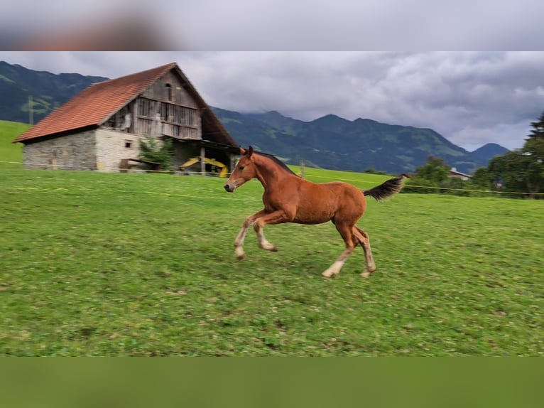 Freiberger Merrie Veulen (04/2025) Bruin in Fl&#xFC;eli-Ranft