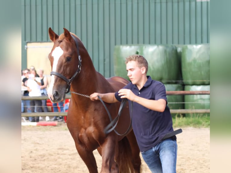 Freiberger Ogier Cisawa in Olst