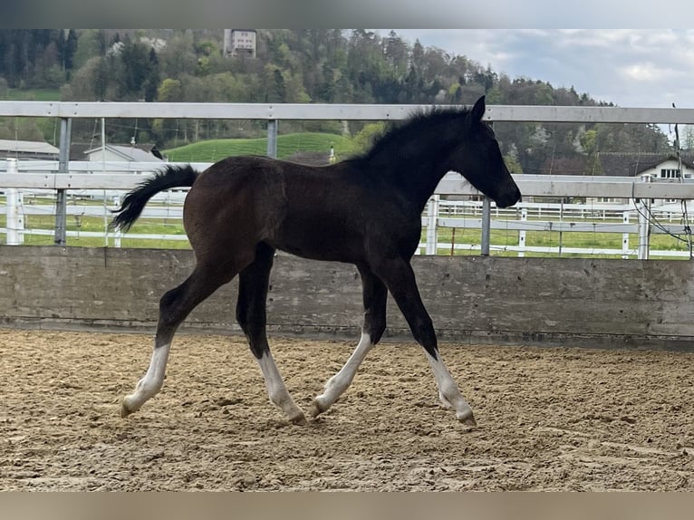 Freiberger Ogier  155 cm Ciemnogniada in Gränichen