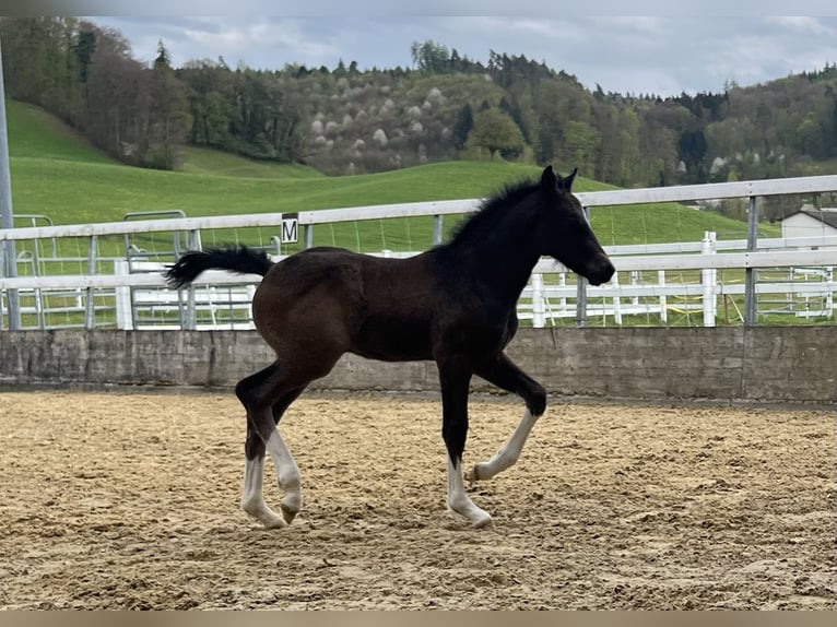 Freiberger Ogier  155 cm Ciemnogniada in Gränichen