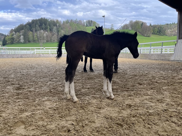 Freiberger Ogier  155 cm Ciemnogniada in Gränichen