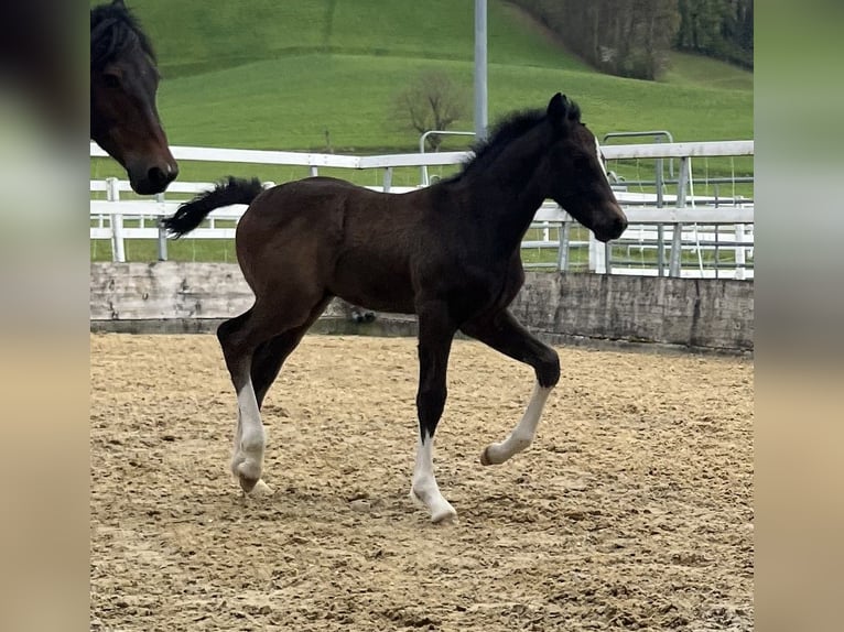 Freiberger Ogier  155 cm Ciemnogniada in Gränichen