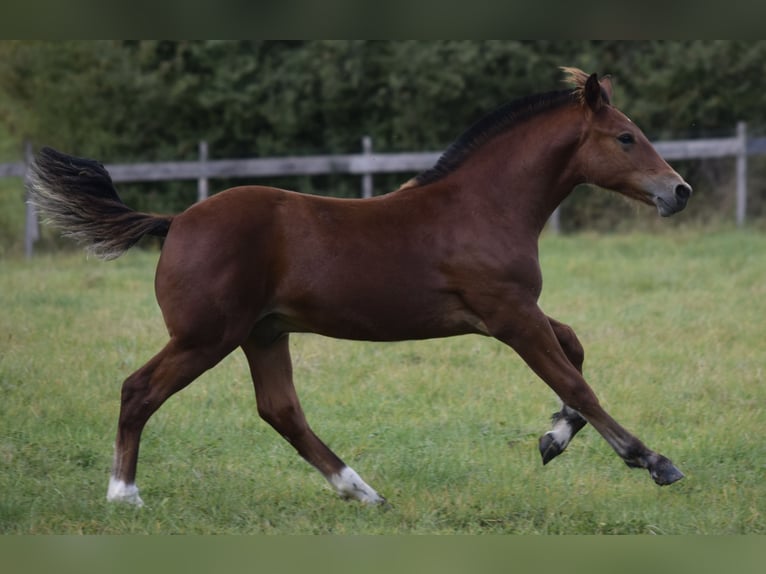 Freiberger Ogier Źrebak (04/2025) 155 cm Gniada in Wissen