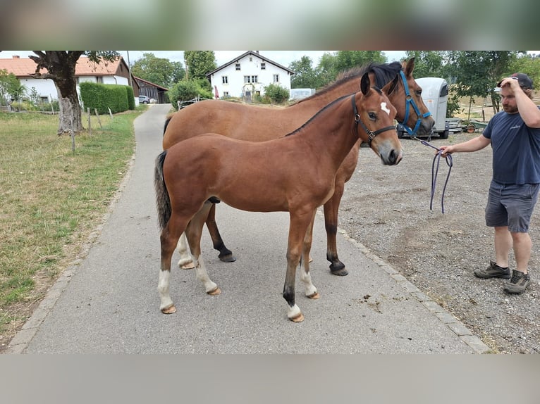 Freiberger Ogier Źrebak (03/2026) 157 cm Gniada in Le Bemont