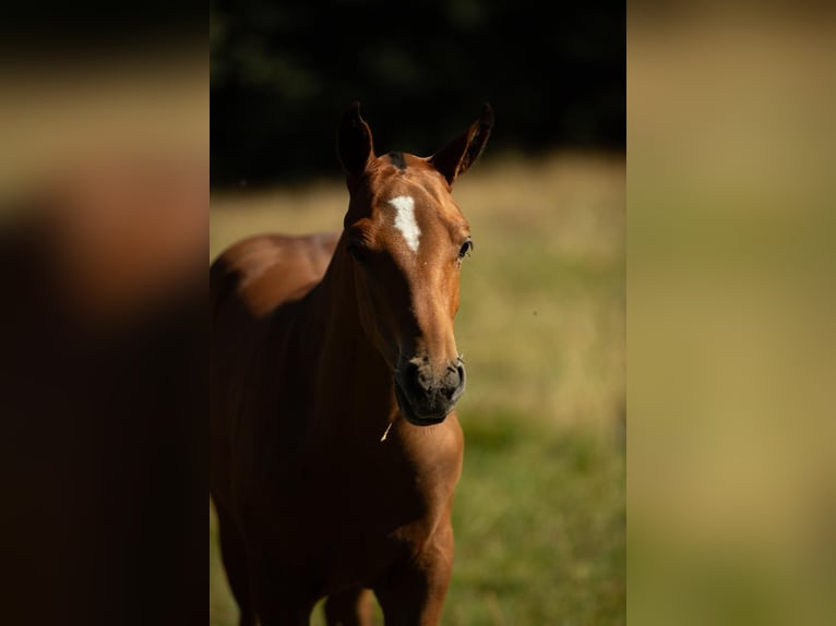 Freiberger Ogier Źrebak (04/2025) Gniada in Sornetan Freiberger Ogier Źrebak (04/2025) Gniada in Sornetan