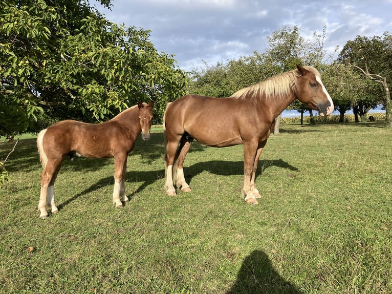 Freiberger Ogier Źrebak (05/2024) Kasztanowata in Belmont-sur-Yverdon