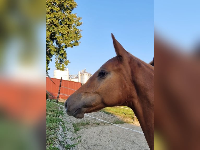 Freiberger Ogier Źrebak (04/2024) Kasztanowata in Kottwil